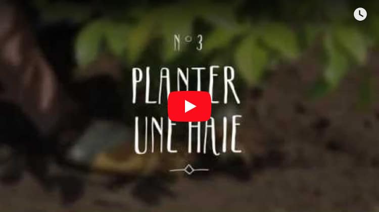 planter haie