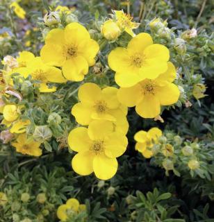 potentilla fruticosa