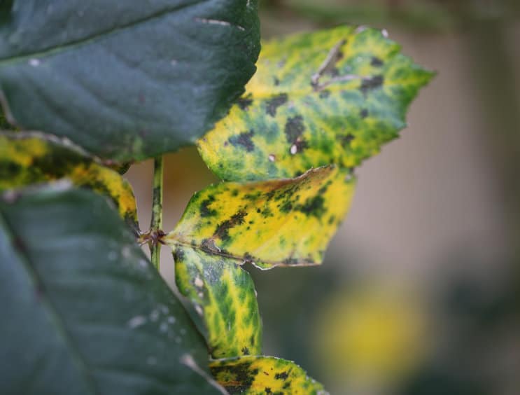 Les maladies des rosiers - Identification et traitement - Conseils