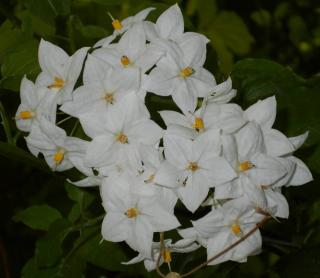 solanum fleur