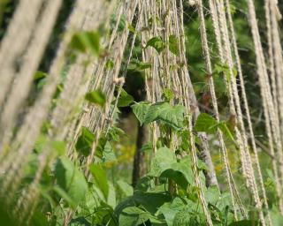 tuteur pour haricots