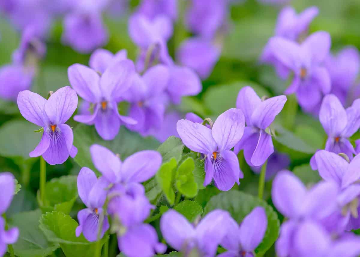 violette - Viola odorata