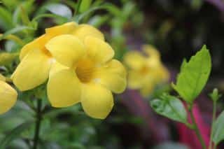 Allamanda jaune entretien