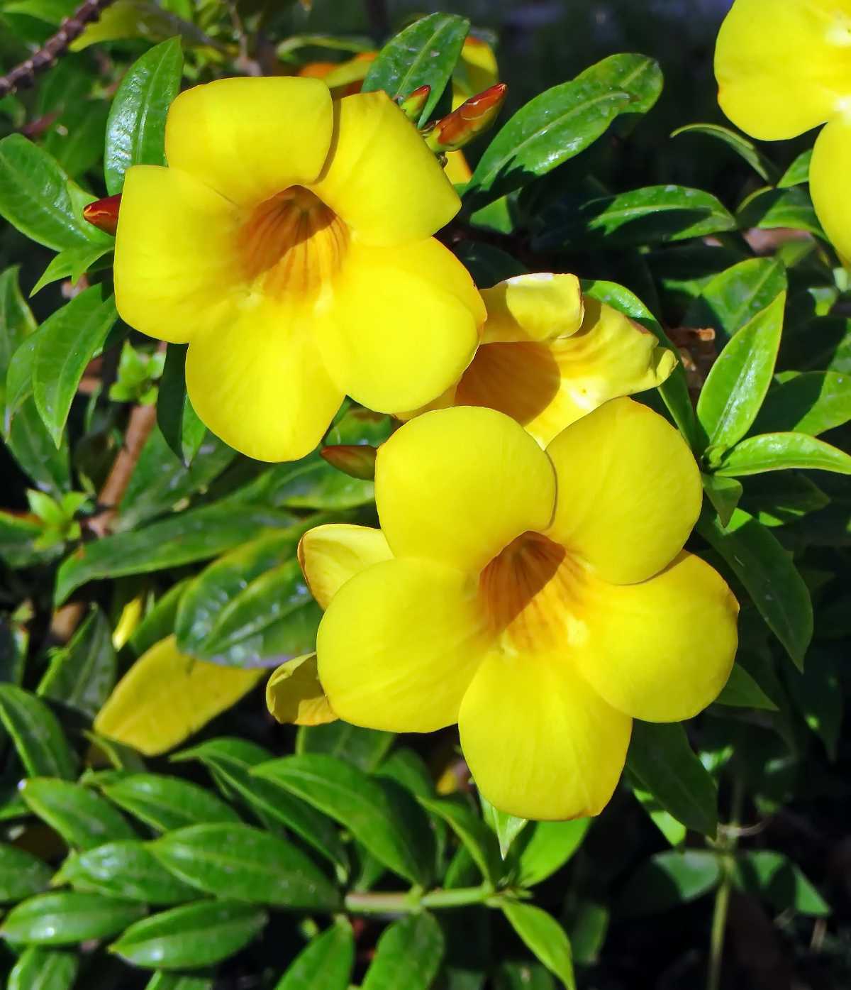 Allamanda jaune