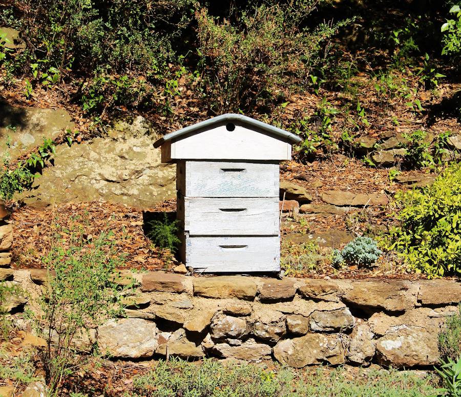 Peut-on installer une ruche dans son jardin ? On vous répond