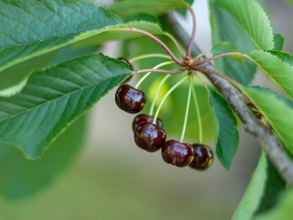 Cerisier bigarreau