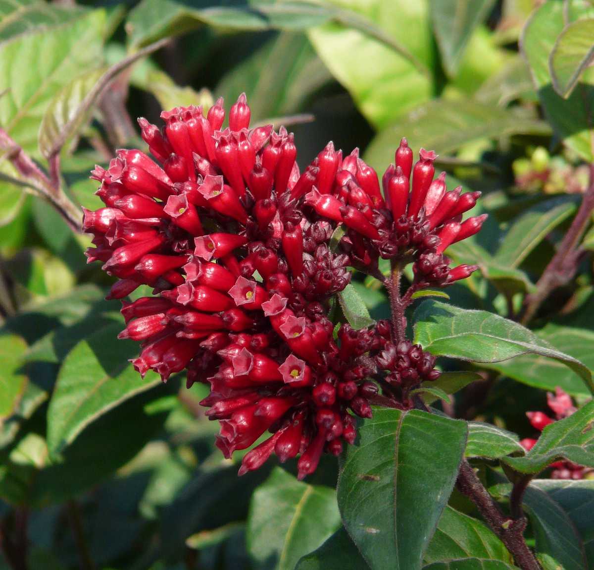 Cestrum