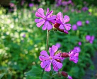 Geranium robertianum bienfaits