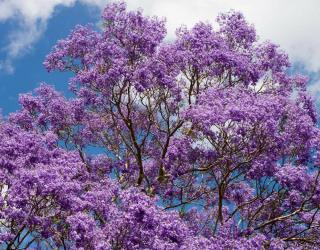 Jacaranda