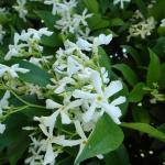 Jasmin etoile