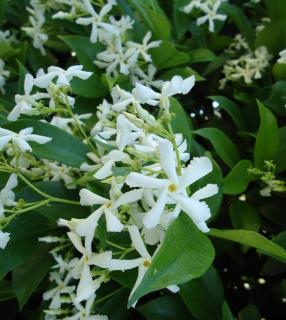 Jasmin etoile