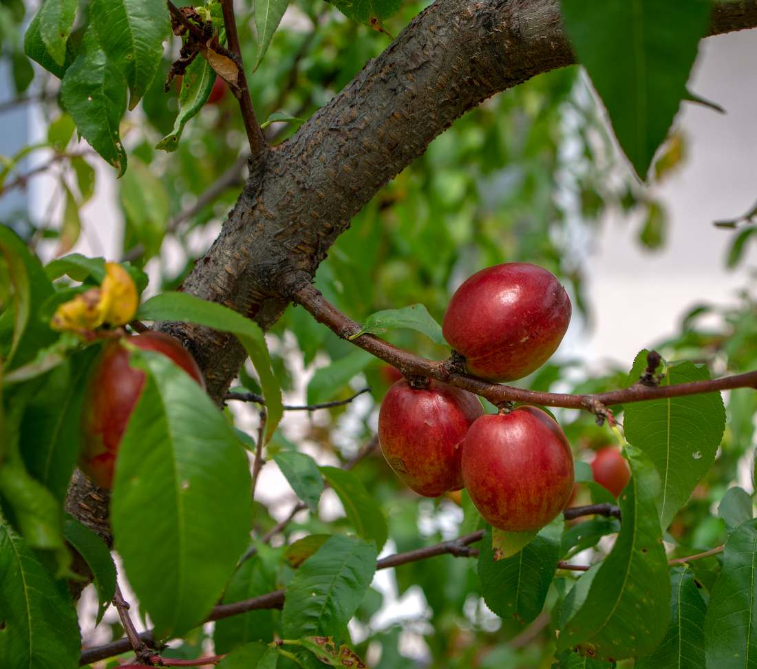 Nectarinier - arbre a nectarine