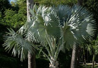 Palmier bleu du Mexique - Brahea armata