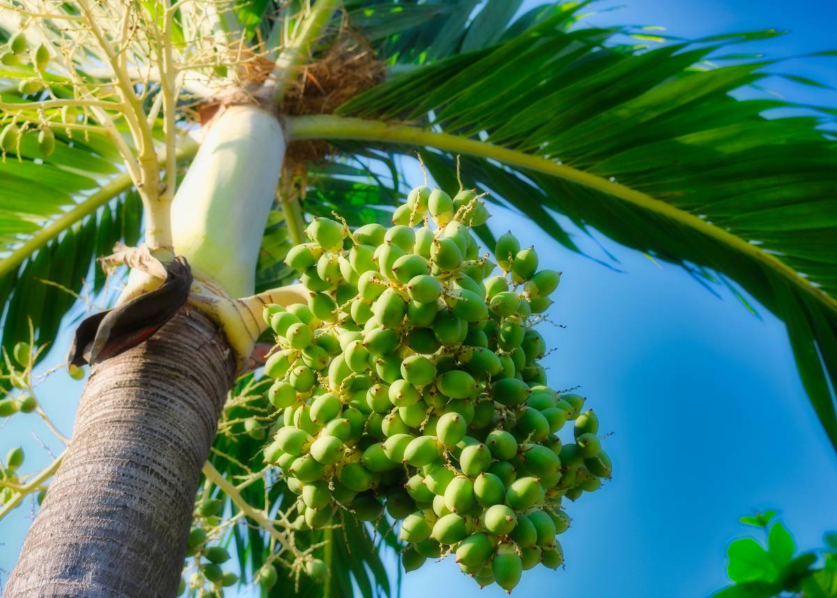 Palmier de floride bienfaits utilisation