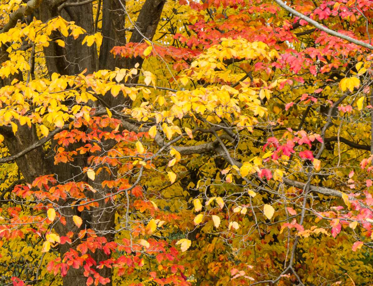 Parrotia persica - Arbre de fer