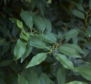 Prunus lusitanica - laurier du portugal taille