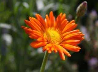 Souci calendula officinalis