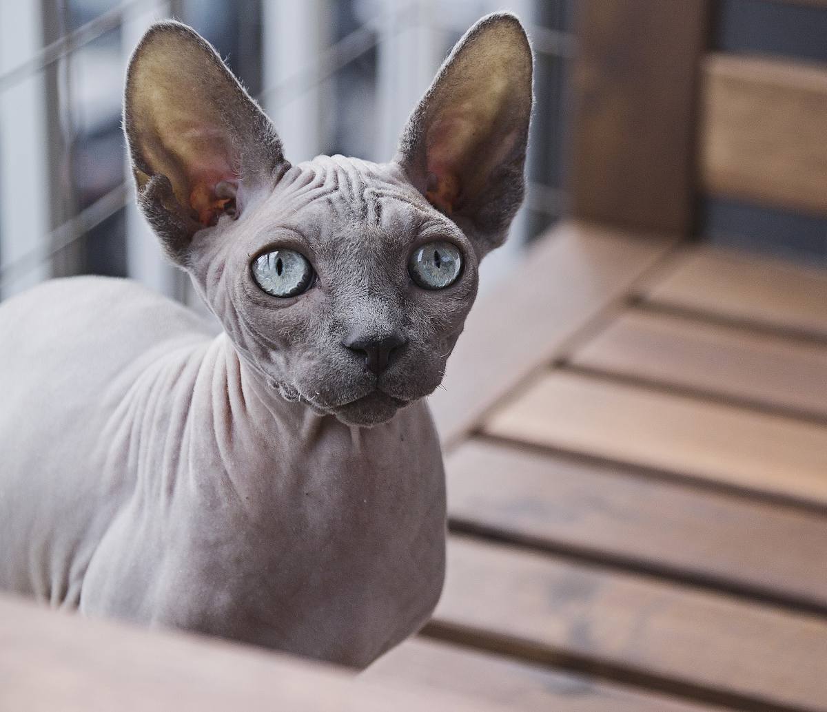 Sphynx