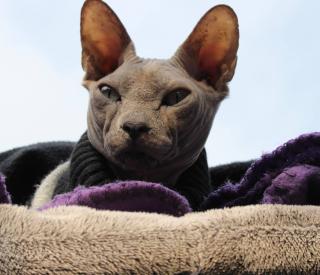 Sphynx santé