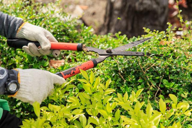 Taille des arbustes : comment et quand faire