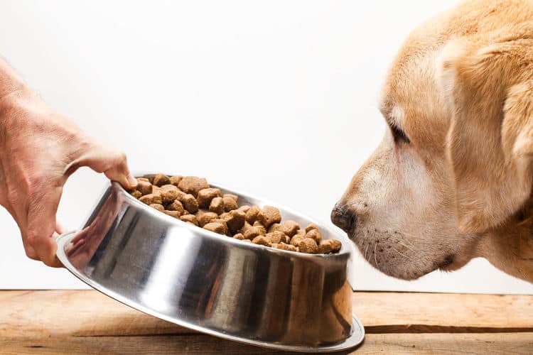 Alimentation du chien : croquette, pâtés, barf et besoin journalier