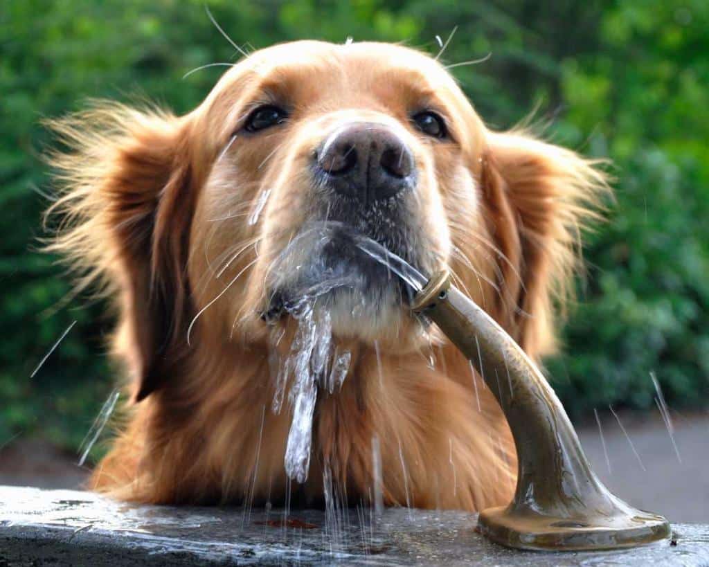 chien chaleur canicule