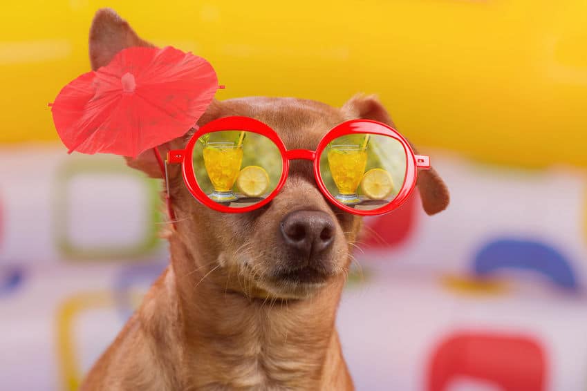 chien chaleur canicule