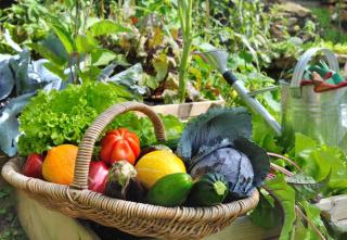 conseils potager été