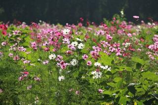 cosmos jardin naturel