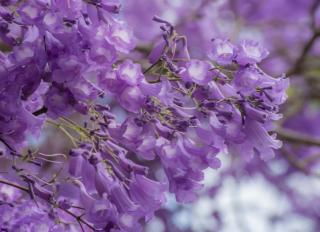 fleur de Jacaranda