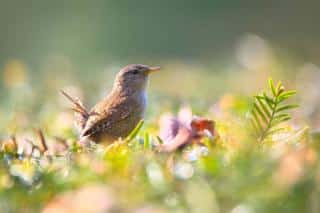 nourriture pour attirer oiseau jardin