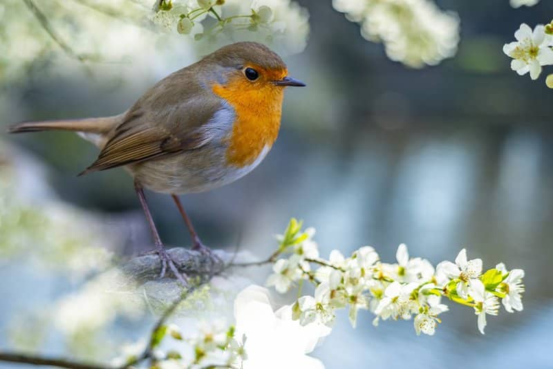 Attirer les oiseaux au jardin avec des arbres