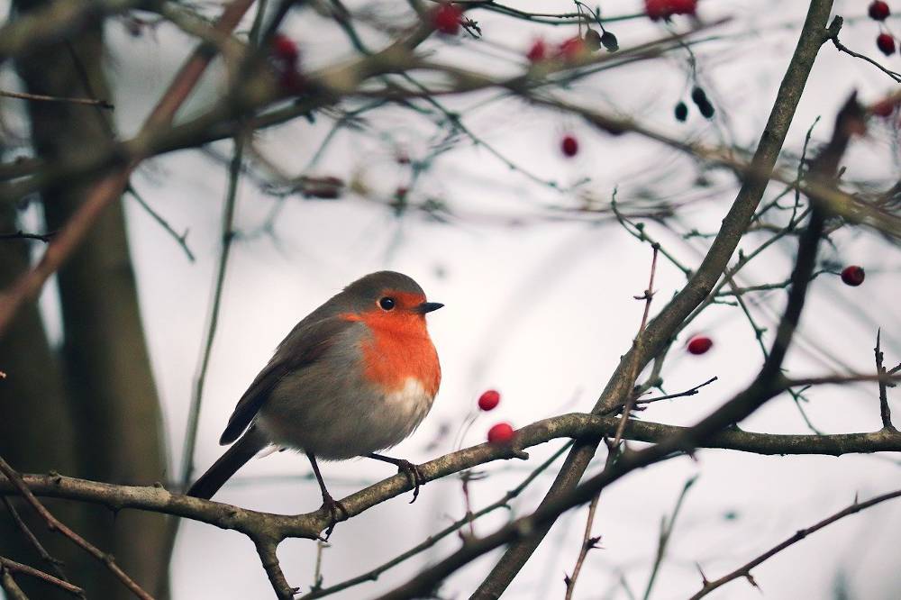 Attirer les oiseaux au jardin avec des arbres