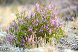 Sol gorgé d'eau : quelles plantes choisir pour un terrain humide?