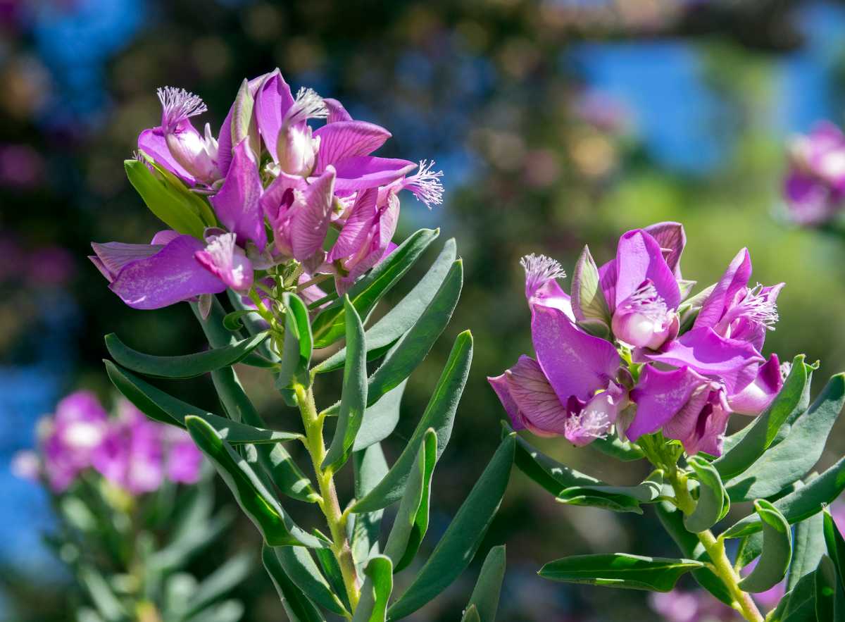 polygala myrtifolia