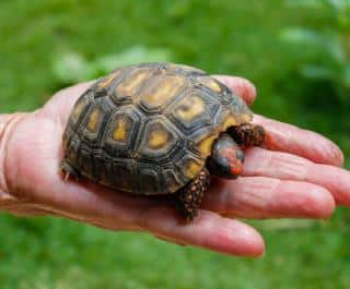 tortue de jardin terrestre