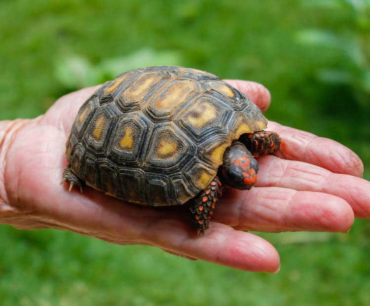 Les conseils et soins à apporter à une tortue terrestre