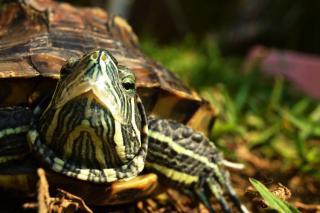 tortue jardin