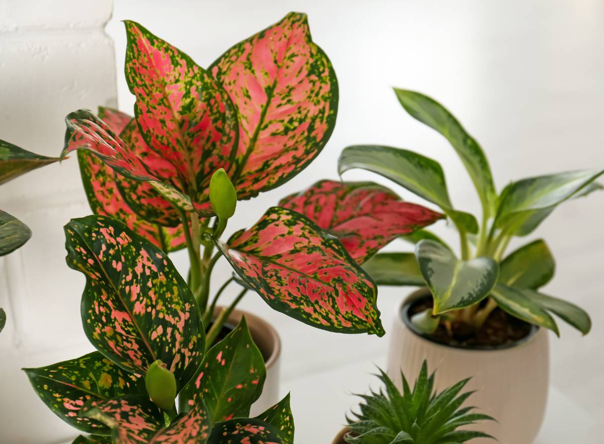 L'aglaonema - Naomi RV vous murmure - Le blog