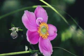Anemone du Japon en pot - Anemone hupehensis