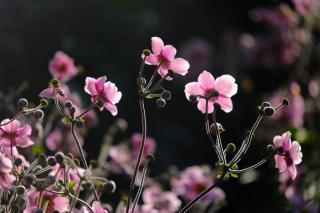 Anemone hupehensis - anemone du japon - culture