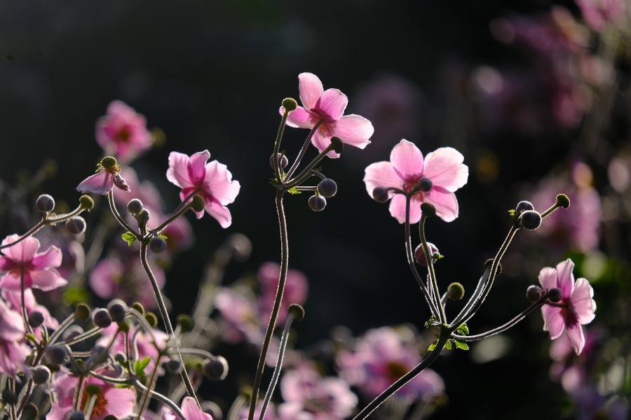 Anémone du Japon : Plantation et entretien de saison