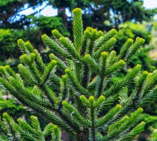 Araucaria araucana - désespoir des singes - Plantation