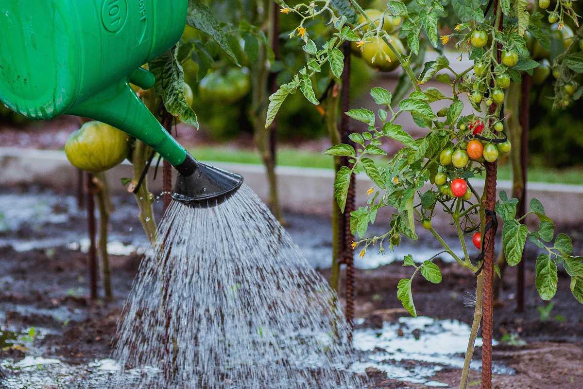 Arrosage conseils jardin