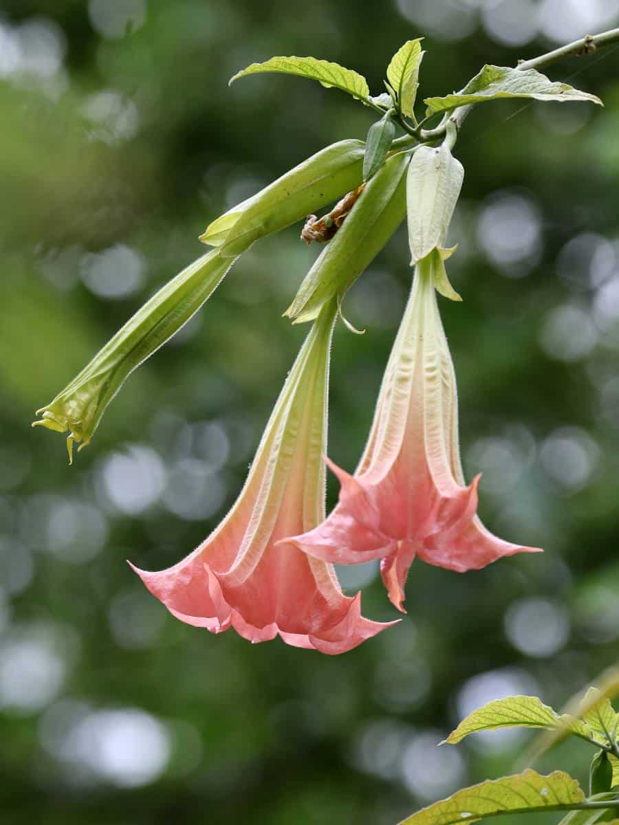 Datura : tous les conseils d'entretien de saison