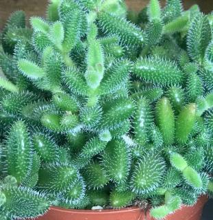 Delosperma echinatum - pickle plant