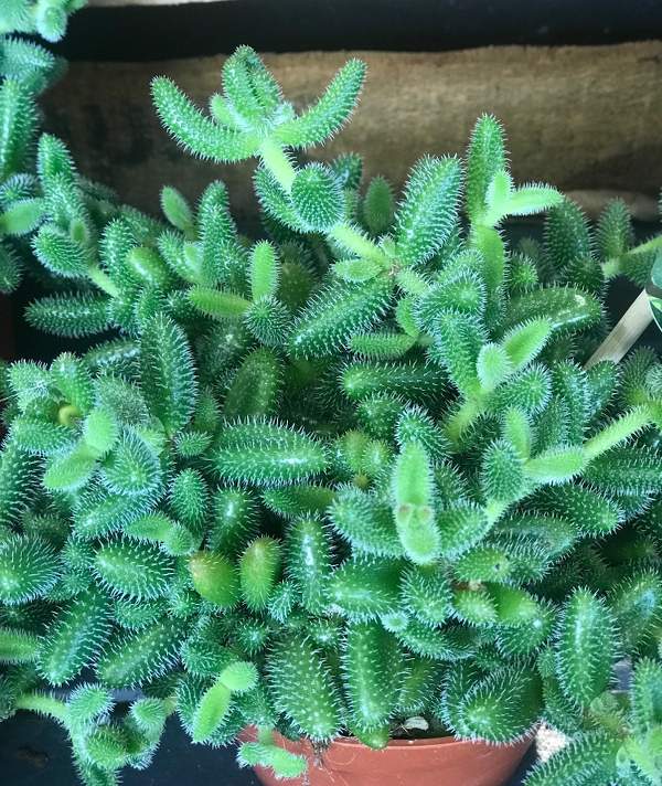 Delosperma echinatum - pickle plant