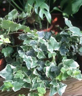 Hedera helix panache lierre interieur plantation rempotage