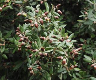 Quercus Ilex arbre