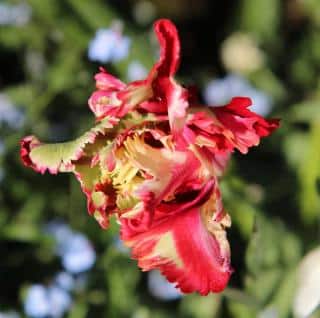 Tulipe-perroquet-exposition